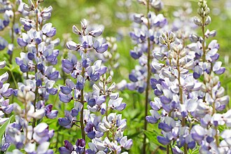 Wild lupine