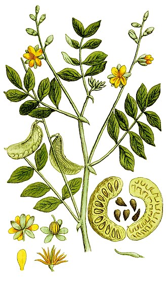 Wild senna