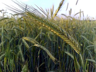 Winter rye