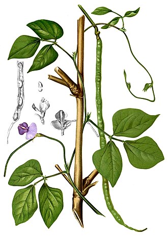 Yard-long bean