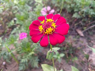 Zinnia