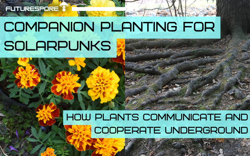 Companion Planting for Solarpunks: How Plants Communicate and Cooperate Underground