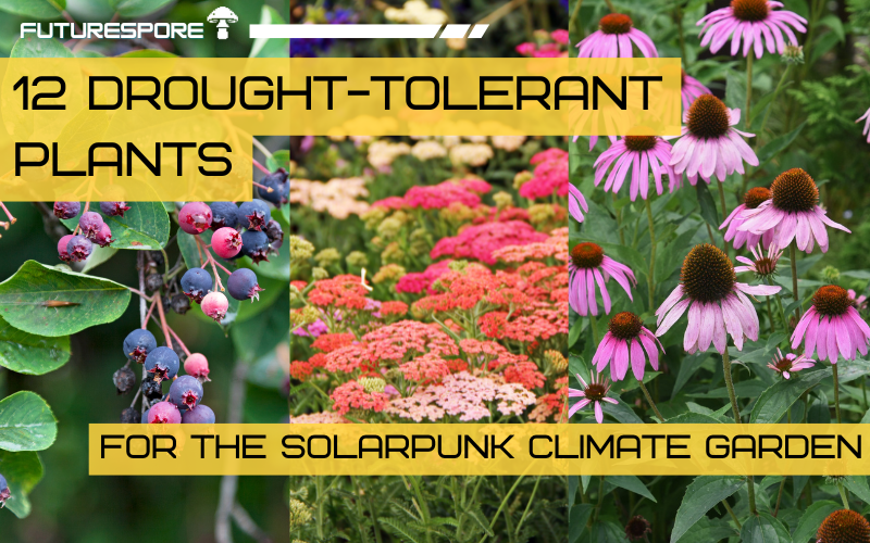 A drought-tolerant garden with silver-leafed lavender, yarrow, and Russian sage under a hot summer sun