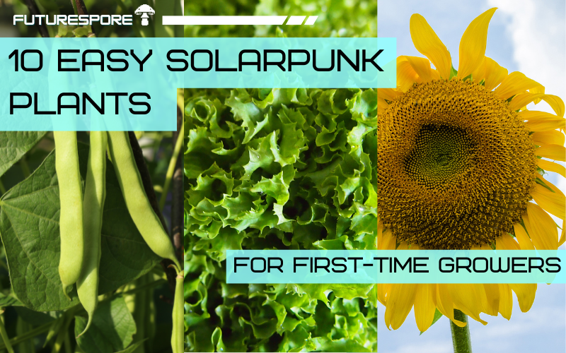 A first-time gardener's bed full of zucchini, sunflowers, beans, lettuce, and herbs in their first month of growth