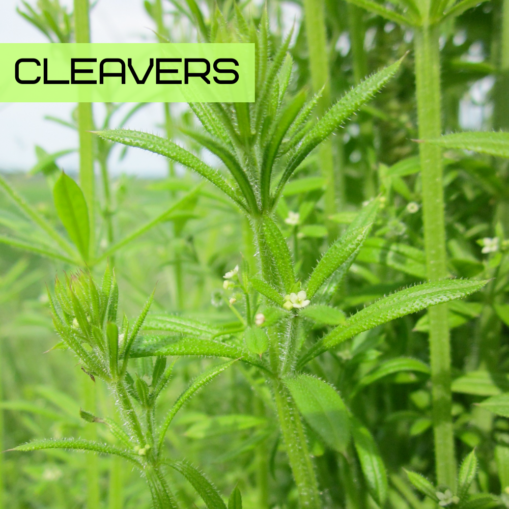Cleavers (Galium aparine) with whorled leaves on sticky stems
