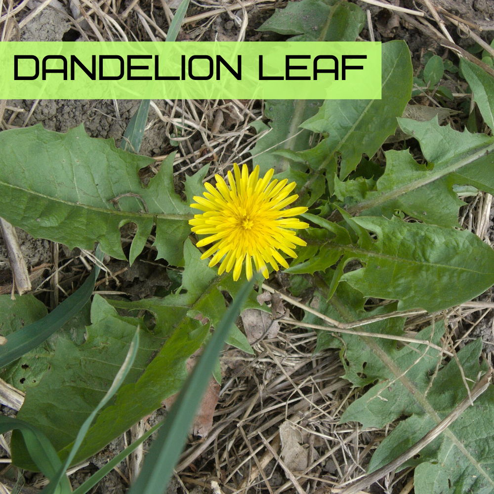 Dandelion leaf (Taraxacum officinale) with toothed green leaves
