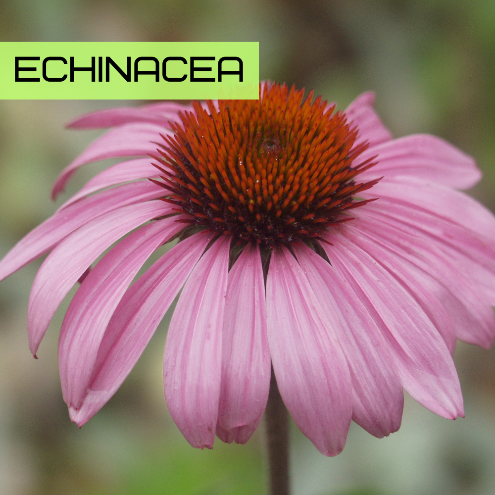 Echinacea (Echinacea purpurea) with pink-purple coneflower petals