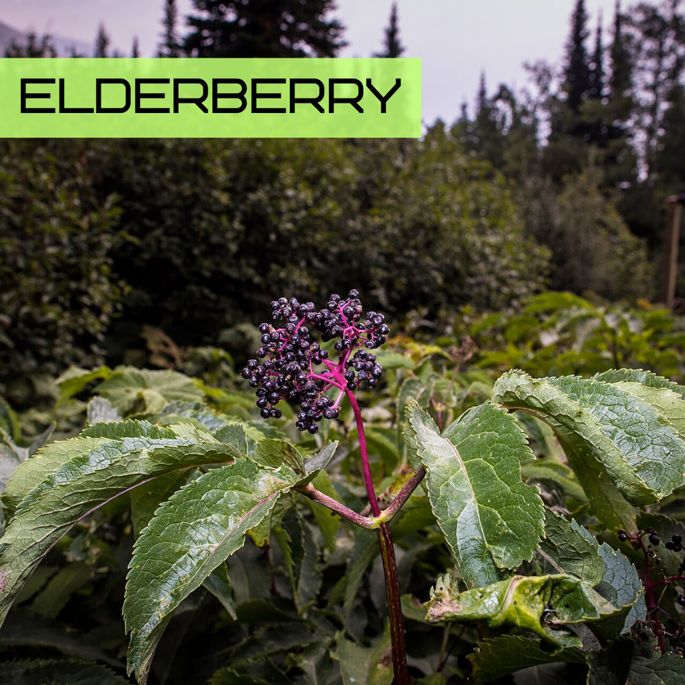 Elderberry (Sambucus nigra) with clusters of dark purple berries