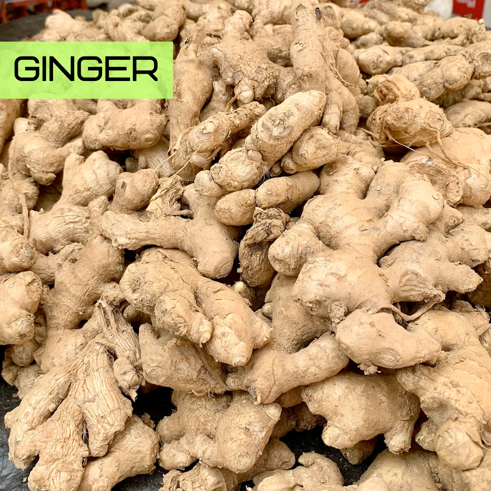 Fresh ginger root (Zingiber officinale) with knobby golden rhizomes