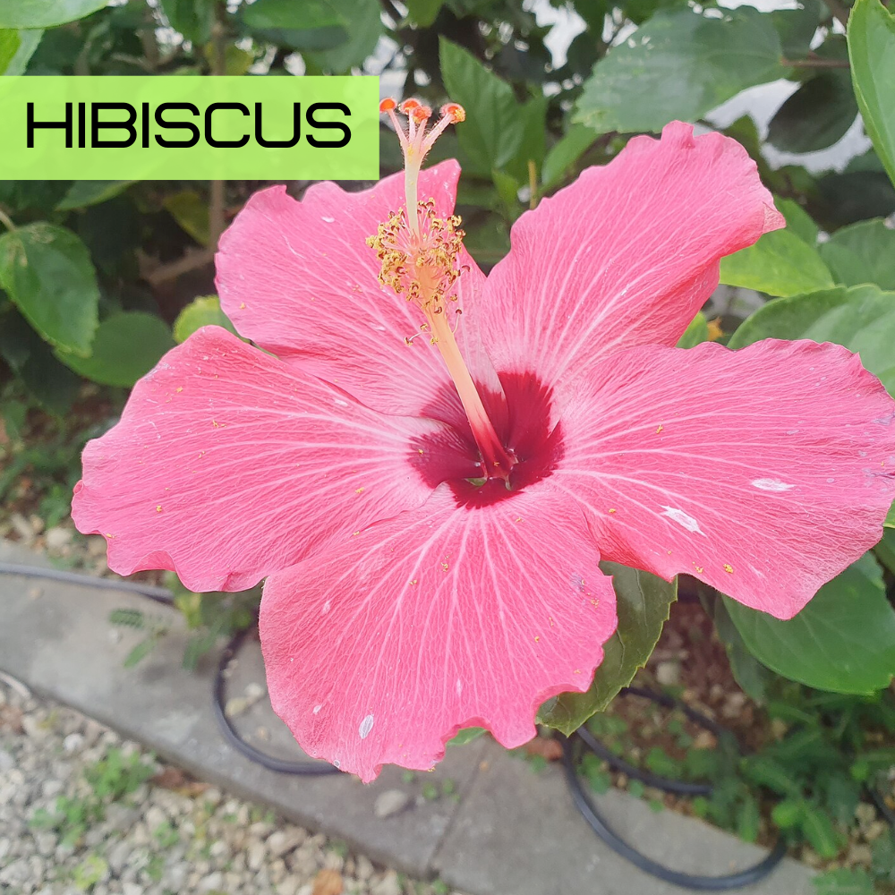 Hibiscus (Hibiscus sabdariffa) with vibrant red-orange tropical flowers