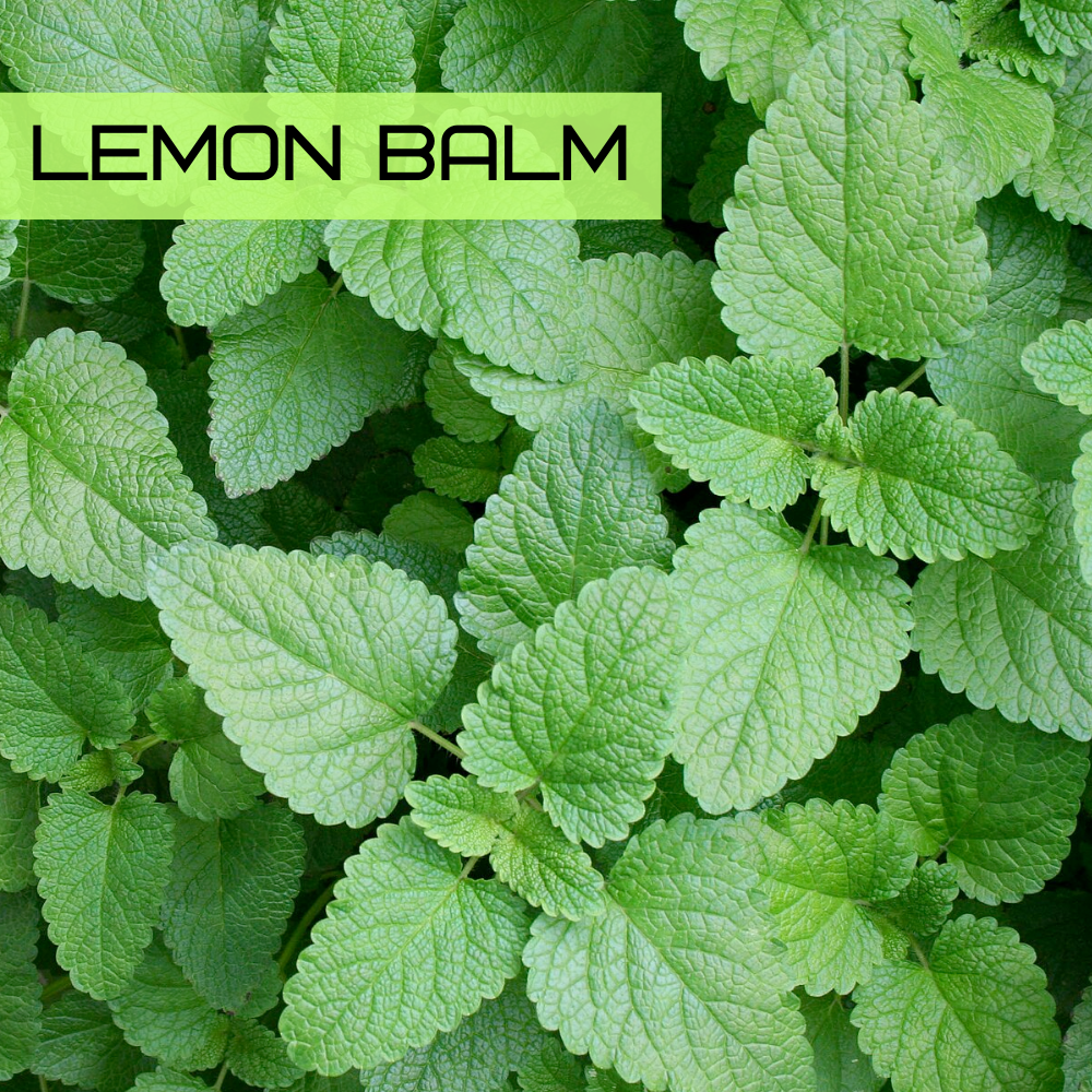Lemon balm (Melissa officinalis) with bright green textured leaves