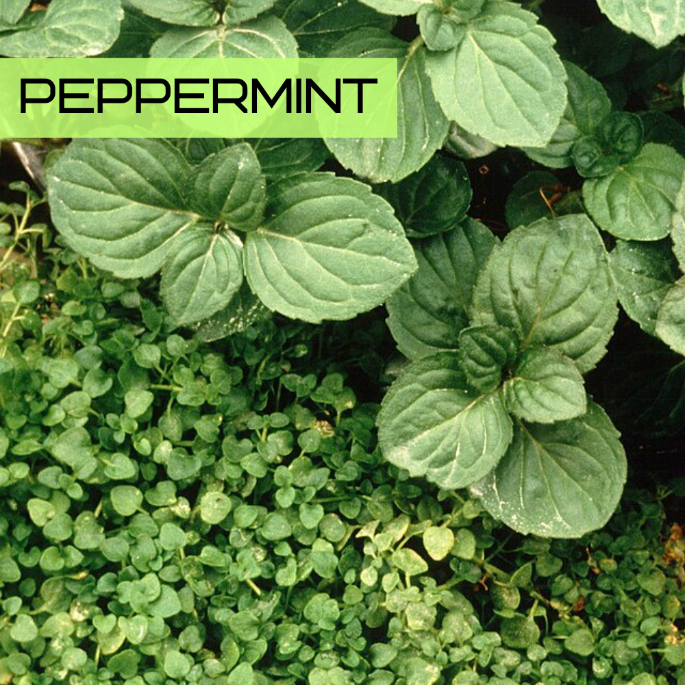 Peppermint (Mentha x piperita) with dark green serrated leaves