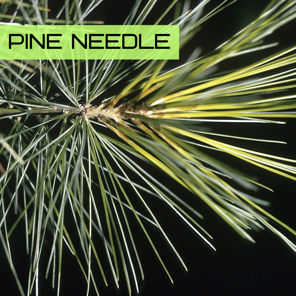 Fresh green pine needles (Pinus species) on a conifer branch