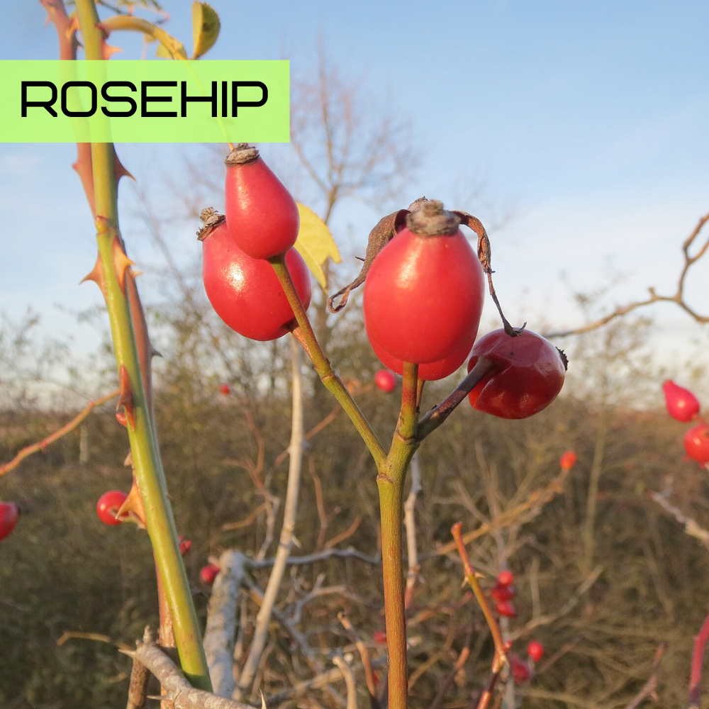 Rosehip (Rosa canina) with bright red fruit capsules on a rose bush