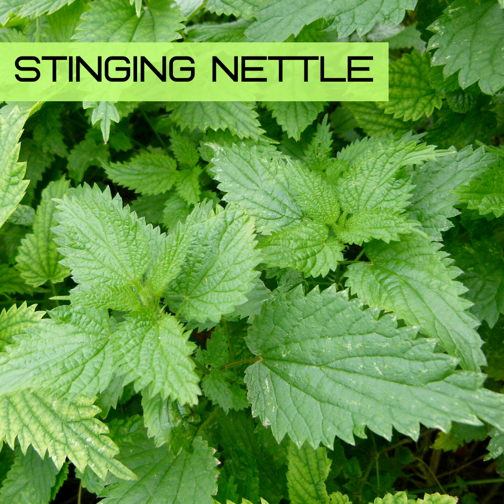 Stinging nettle (Urtica dioica) with serrated green leaves