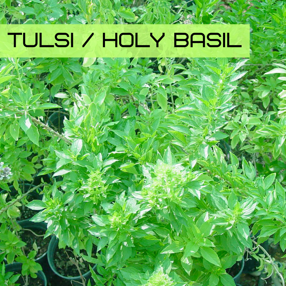 Tulsi / Holy Basil (Ocimum tenuiflorum) with aromatic green and purple leaves