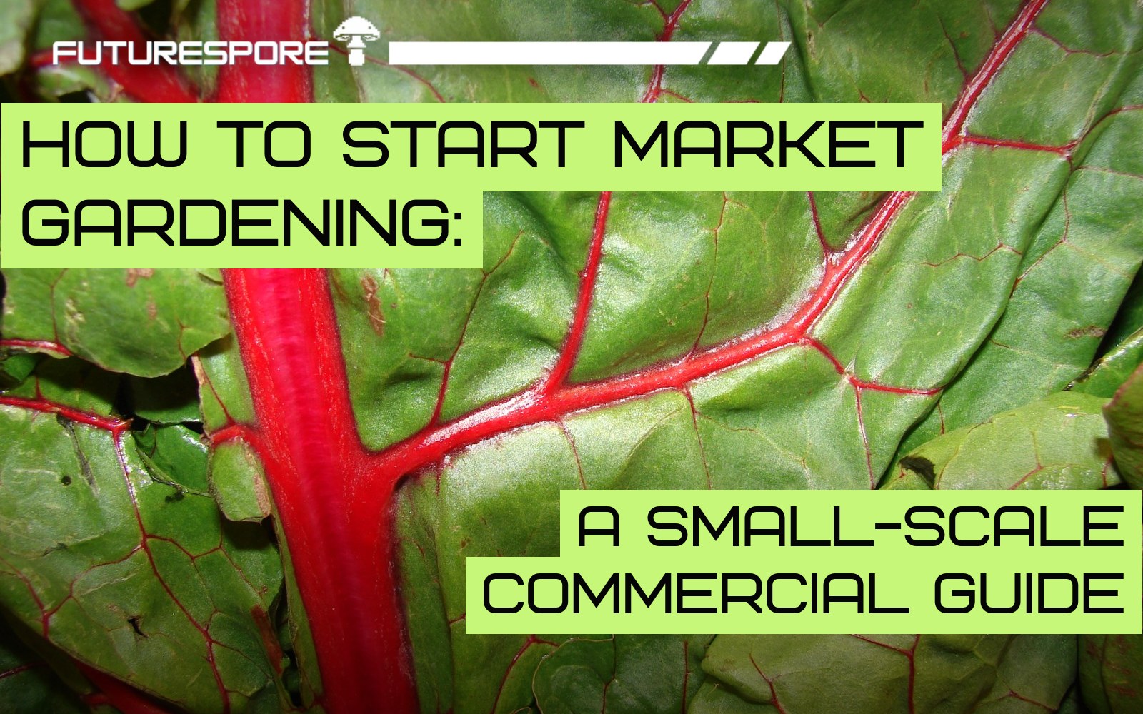 Swiss chard (Beta vulgaris subsp. cicla) photographed in close detail, under a lime headline bar reading “How to Start Market Gardening: A Small-Scale Commercial Guide”