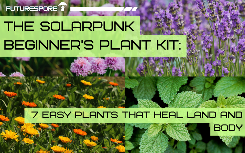 A starter plant kit with seven small potted plants — yarrow, mint, calendula, chives, lavender, oregano, and lemon balm