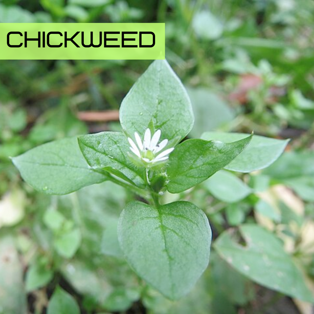 Chickweed (Stellaria media) with small white flowers and opposite ovate leaves