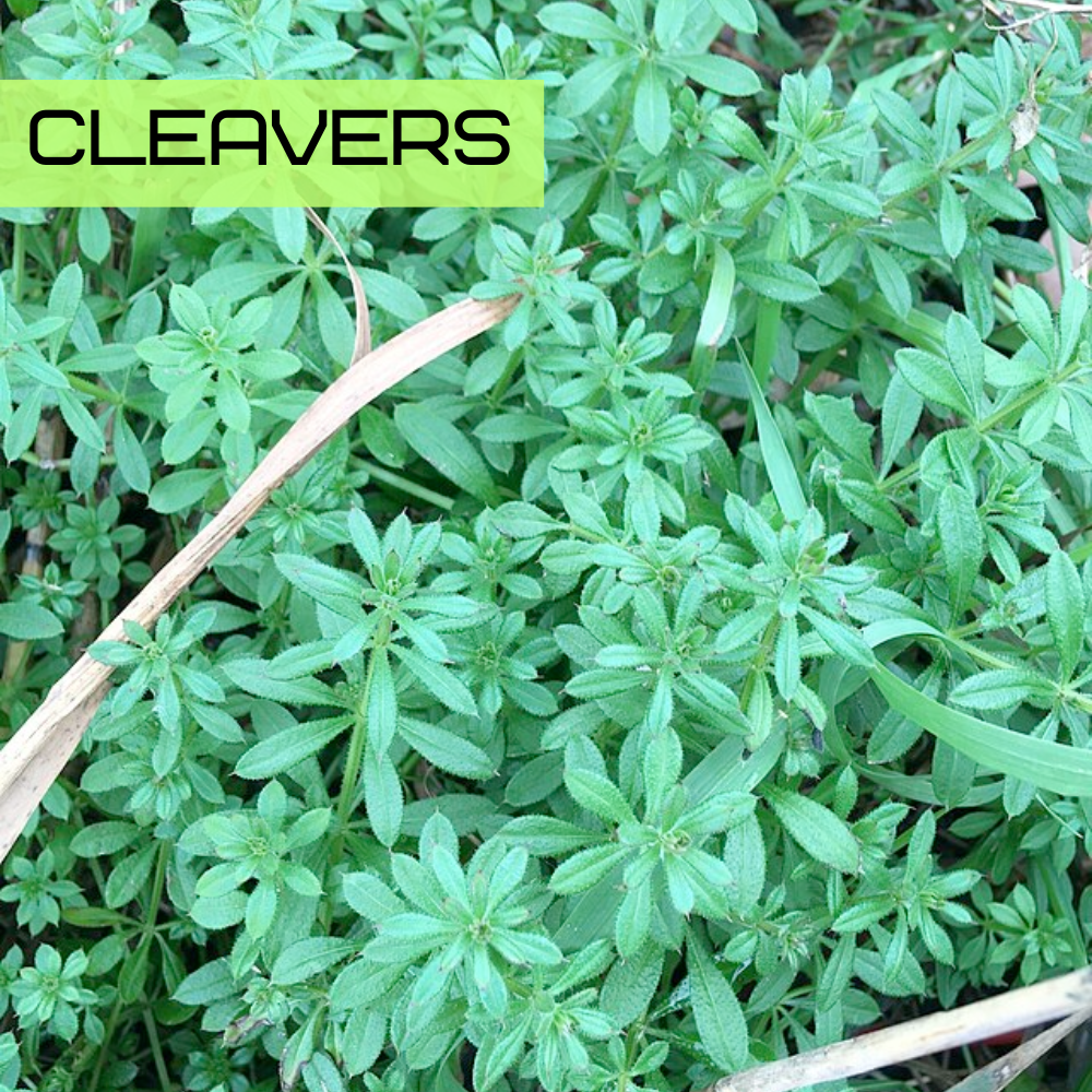 Cleavers (Galium aparine) with whorls of narrow leaves on a square stem