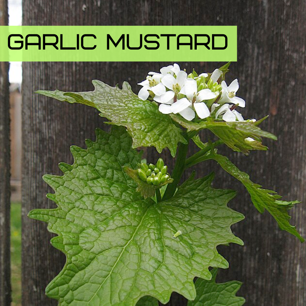 Garlic mustard (Alliaria petiolata) with white four-petaled flowers and toothed leaves