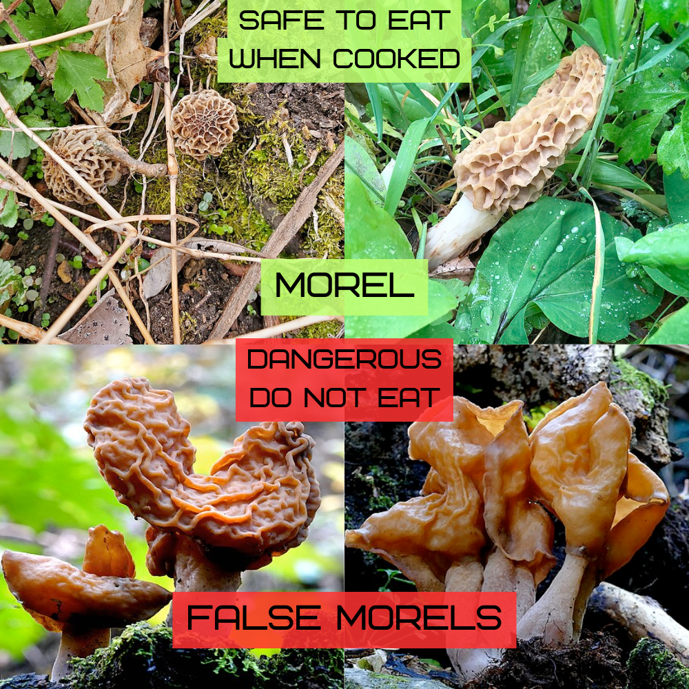 Morel mushroom (Morchella species) with distinctive honeycomb-pitted cap growing from forest floor