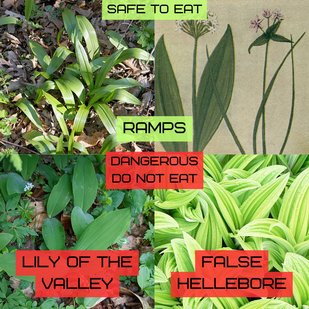 Ramps (Allium tricoccum) emerging in early spring with broad green leaves and reddish-purple stems