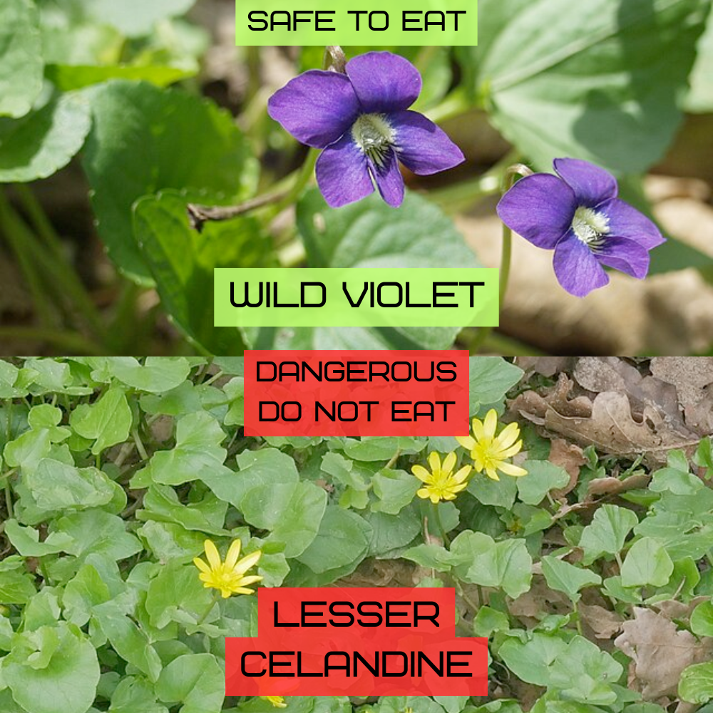 Wild violet (Viola sororia) with heart-shaped leaves and purple five-petaled flowers